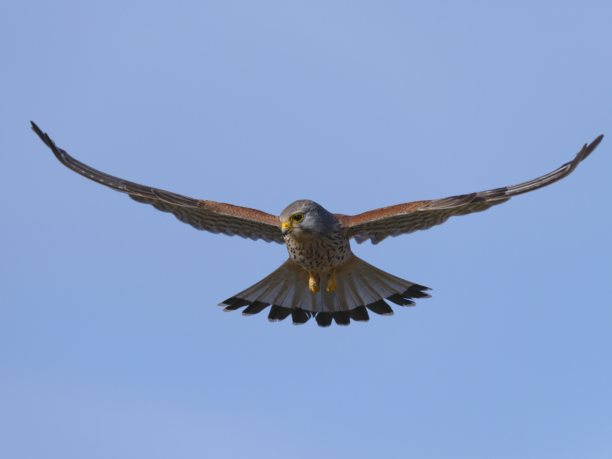 Direkt vor mir im Rüttelflug
